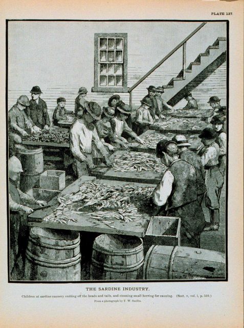 Children at sardine cannery cutting off the heads and tails of herring Cleaning herring for canning From a photograph by T Picture