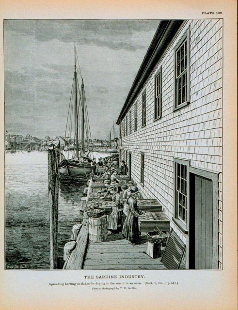 Spreading herring on flakes for drying in the sun or in an oven From a photograph by T Picture