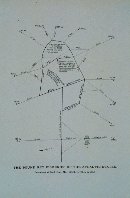 Diagram of pound-net at Bald Head, Maine By Capt Picture
