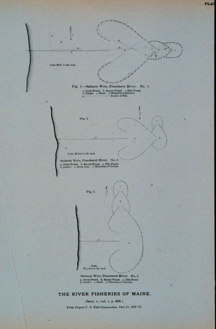 Diagram of salmon weirs in Penobscot River, Maine From Report U Picture