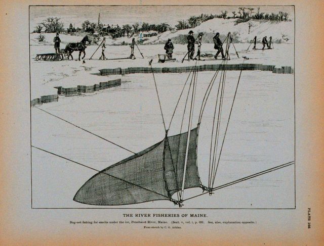 Bag-net fishing for smelts under the ice, Penobscot River, Maine From sketch by C Picture