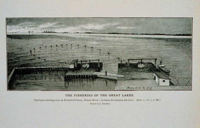 Hauling in herring-seine at Herbert's Fishery, Detroit River Inclosure for keeping fish alive Sketch by L Picture