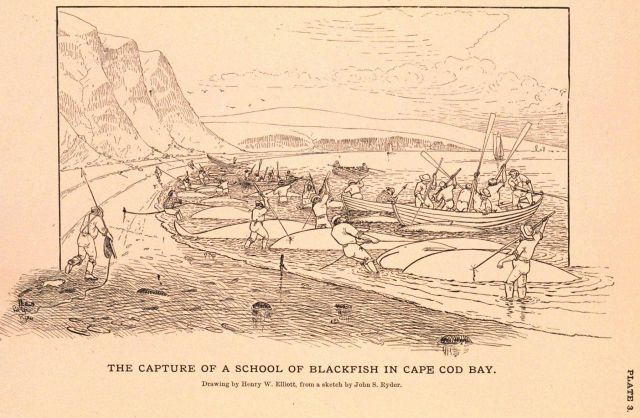 Plate 3 Picture