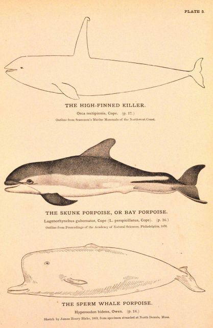 Plate 5 Picture