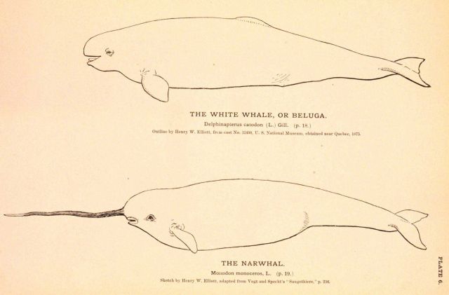 Plate 6 Picture