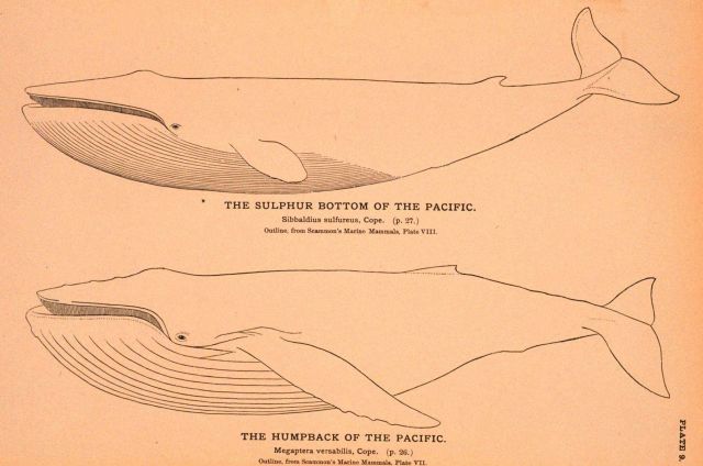 Plate 9 Picture