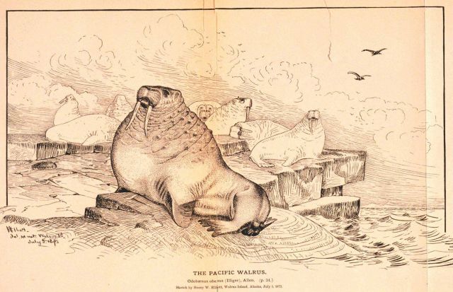 Plate 12 Picture
