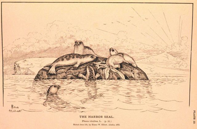 Plate 15 Picture