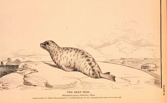 Plate 21 Picture