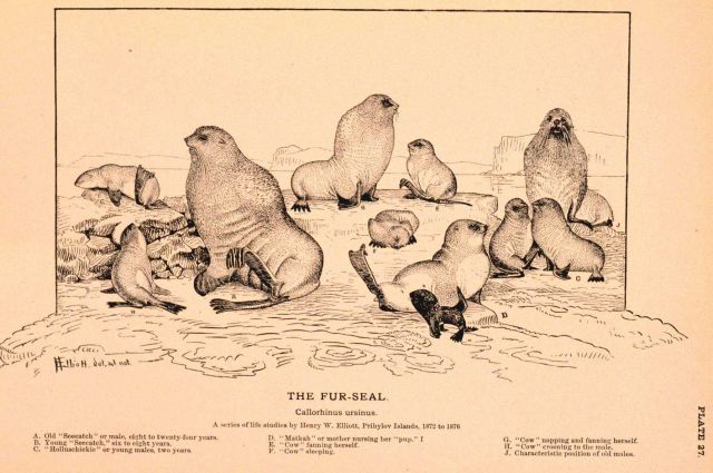 Plate 27 Picture