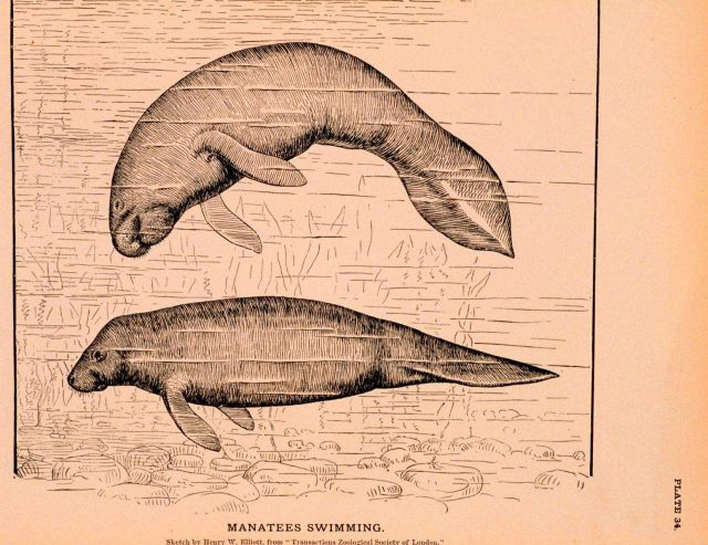 Plate 34 Picture