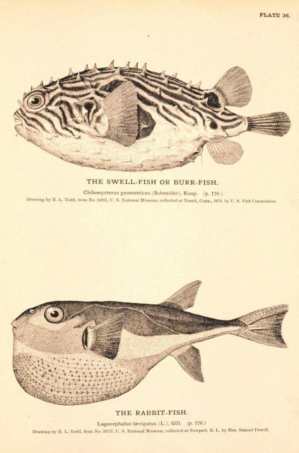 Plate 36 Picture