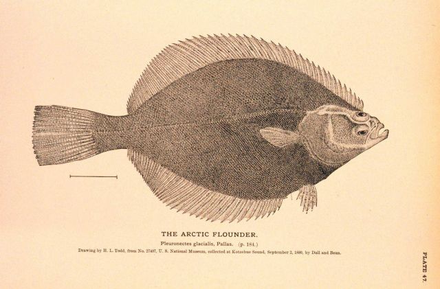 Plate 47 Picture