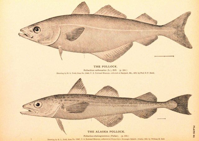 Plate 60 Picture