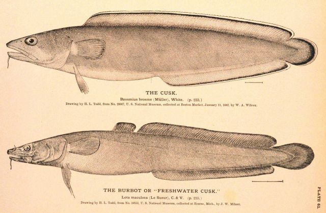 Plate 61 Picture