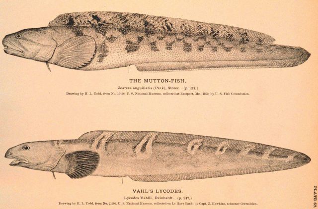 Plate 67 Picture