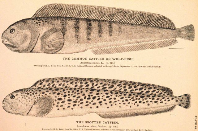 Plate 68 Picture
