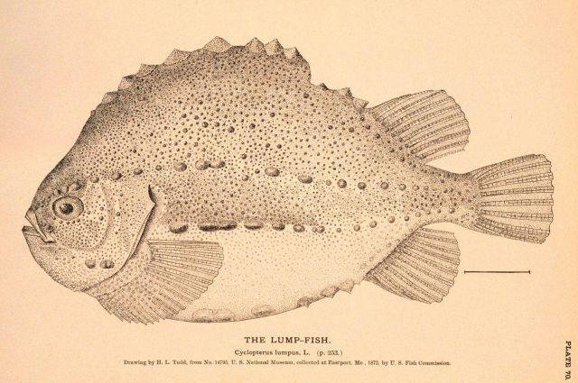 Plate 70 Picture