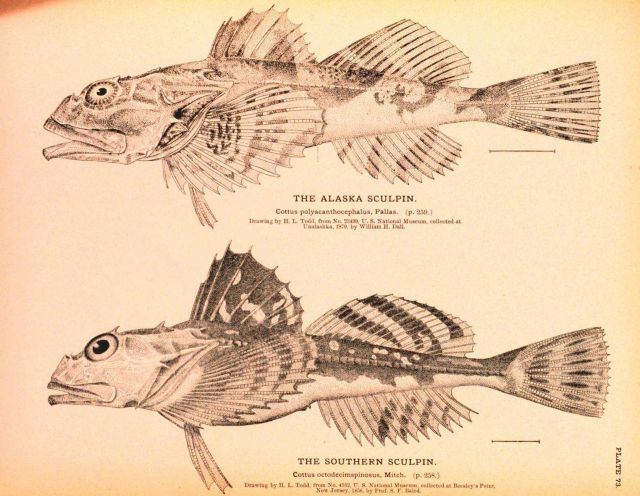 Plate 73 Picture
