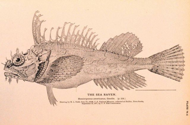 Plate 74A Picture
