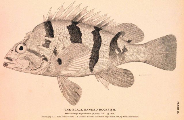 Plate 76 Picture