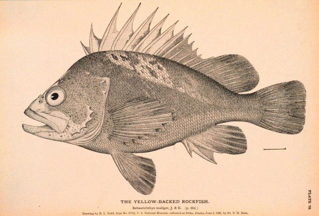 Plate 78 Picture