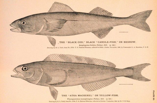 Plate 83 Picture