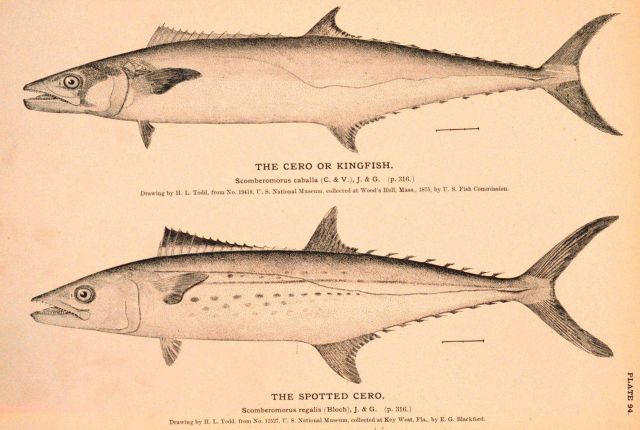 Plate 94 Picture
