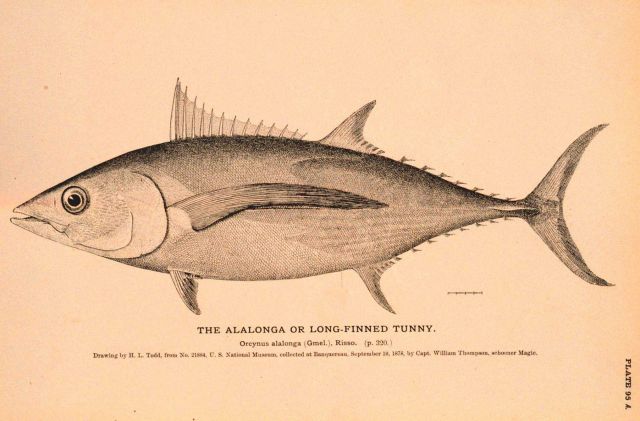 Plate 95A Picture