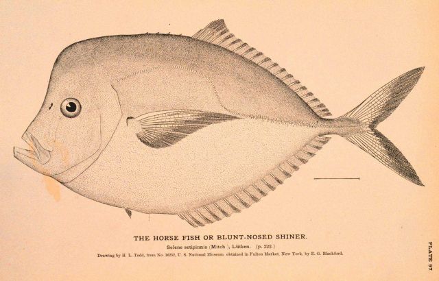 Plate 97 Picture