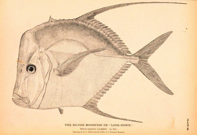 Plate 98 Picture