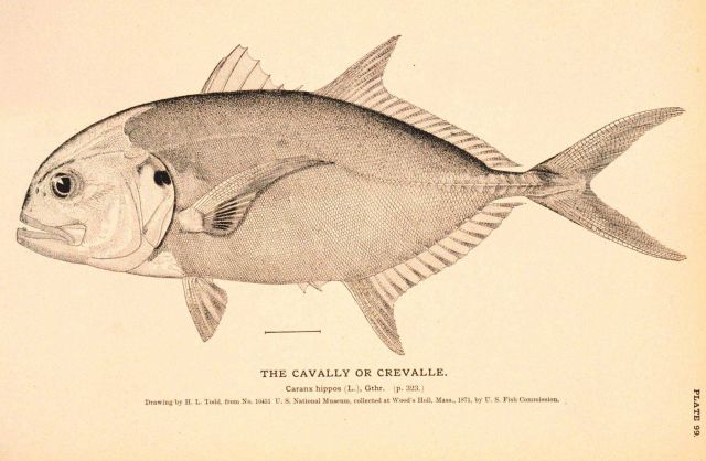 Plate 99 Picture