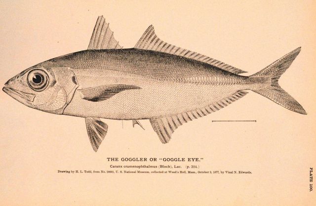 Plate 100 Picture