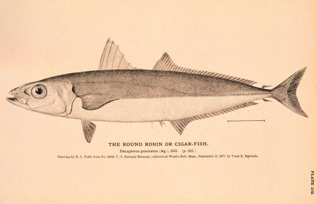 Plate 102 Picture