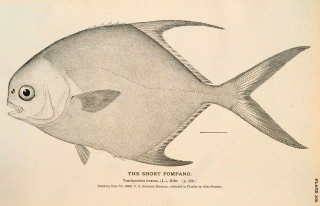 Plate 105 Picture