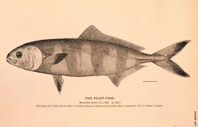 Plate 107 Picture