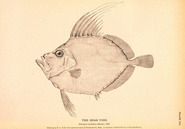 Plate 113 Picture
