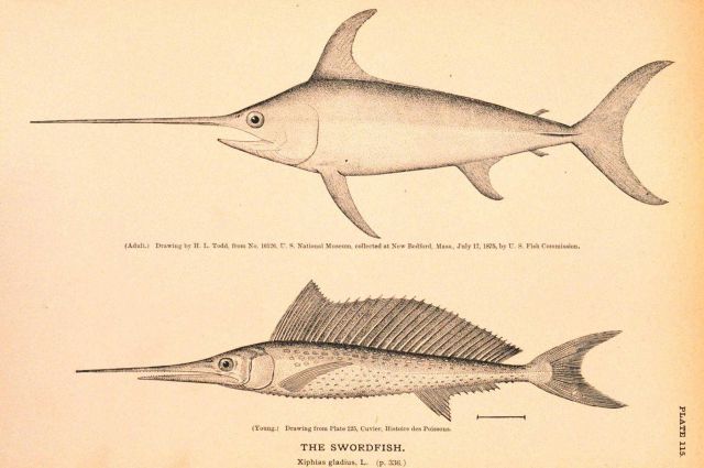 Plate 115 Picture