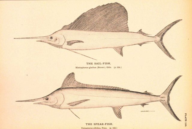 Plate 116 Picture