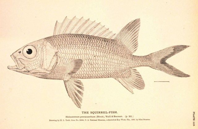 Plate 119 Picture