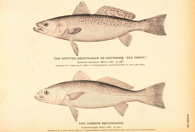 Plate 120 Picture