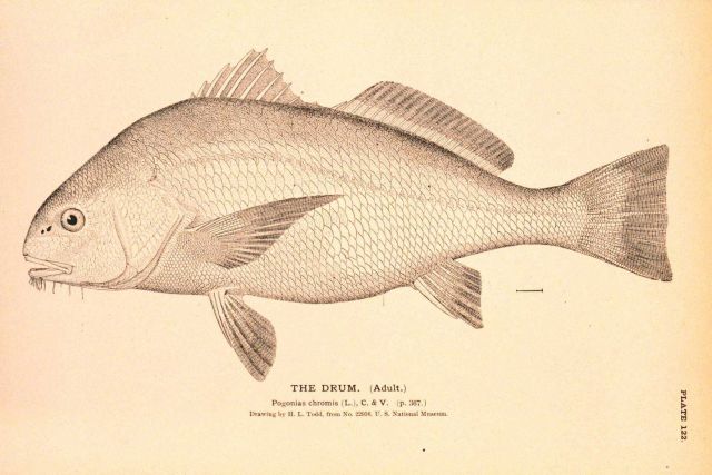 Plate 122 Picture