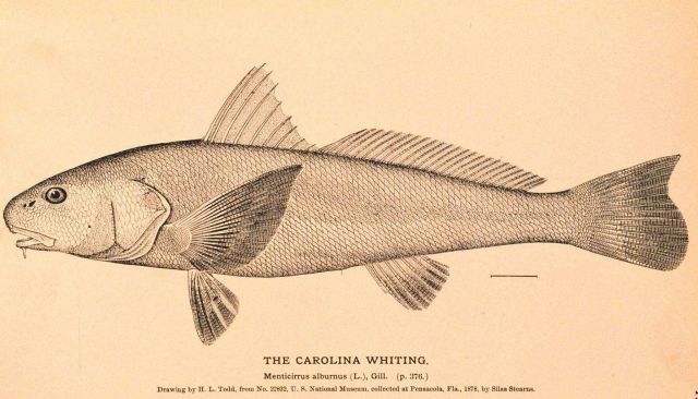 Plate 127B Picture