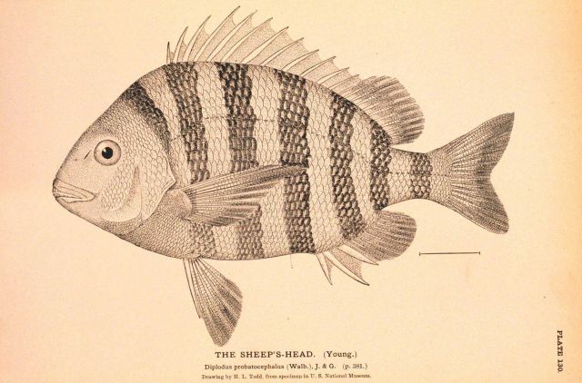 Plate 130 Picture
