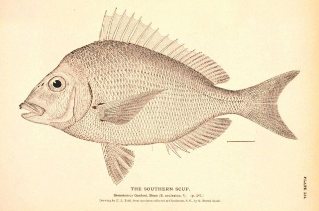Plate 134 Picture