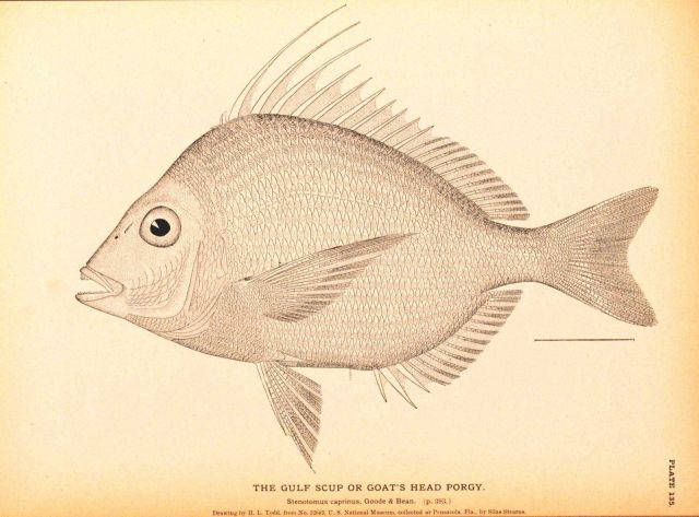 Plate 135 Picture