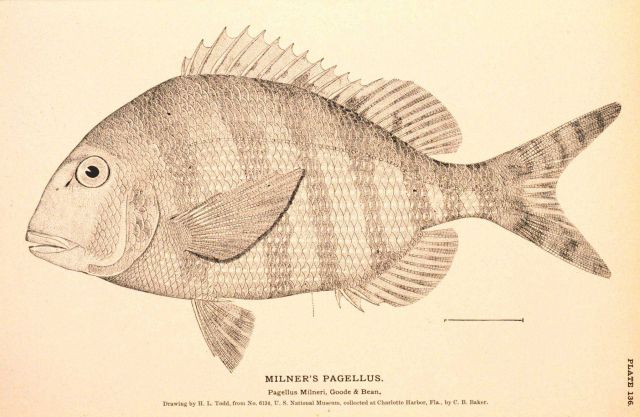 Plate 136 Picture