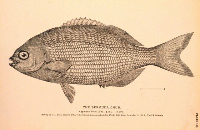 Plate 139 Picture