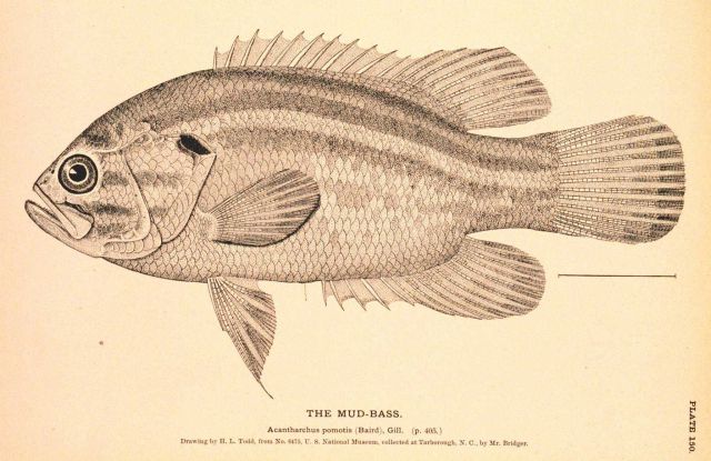 Plate 150 Picture