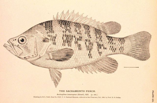 Plate 151 Picture